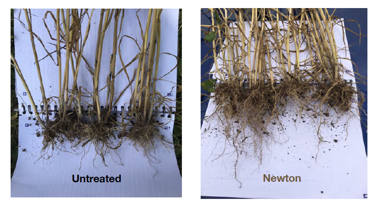 Newton biostimulant seed treatment helps maximise our wheat establishment