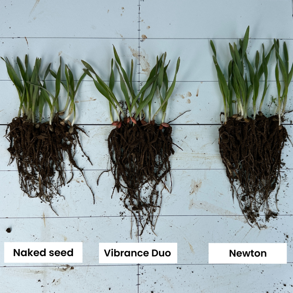 Stimulate plants to thrive with Newton biostimulant seed treatment